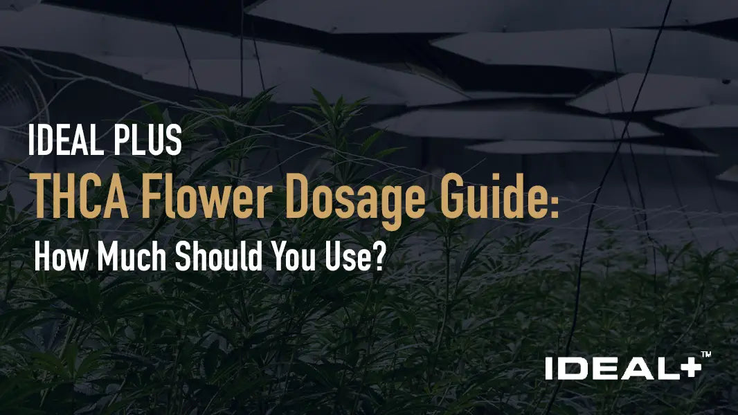 vape.hk/benefits-of-the-thca-flower-and-how-to-buy-the-right-one-for-you/ THCA Flower Dosage Guide: How Much Should You Use? – Ideal Plus CBX - White Walker blue fusion Flavor:Vanilla Bean Tobacco