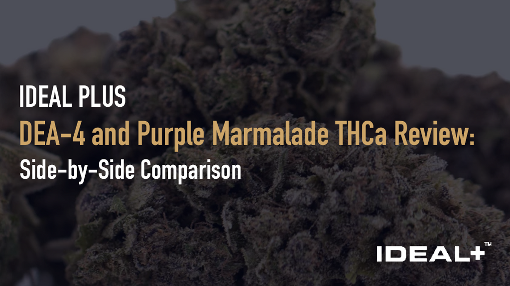 DEA-4 and Purple Marmalade THCa Review