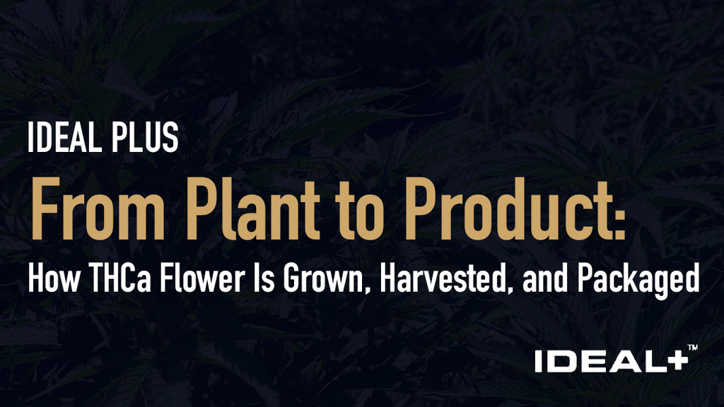 From Plant to Product: How THCa Flower Is Grown, Harvested, and Packaged
