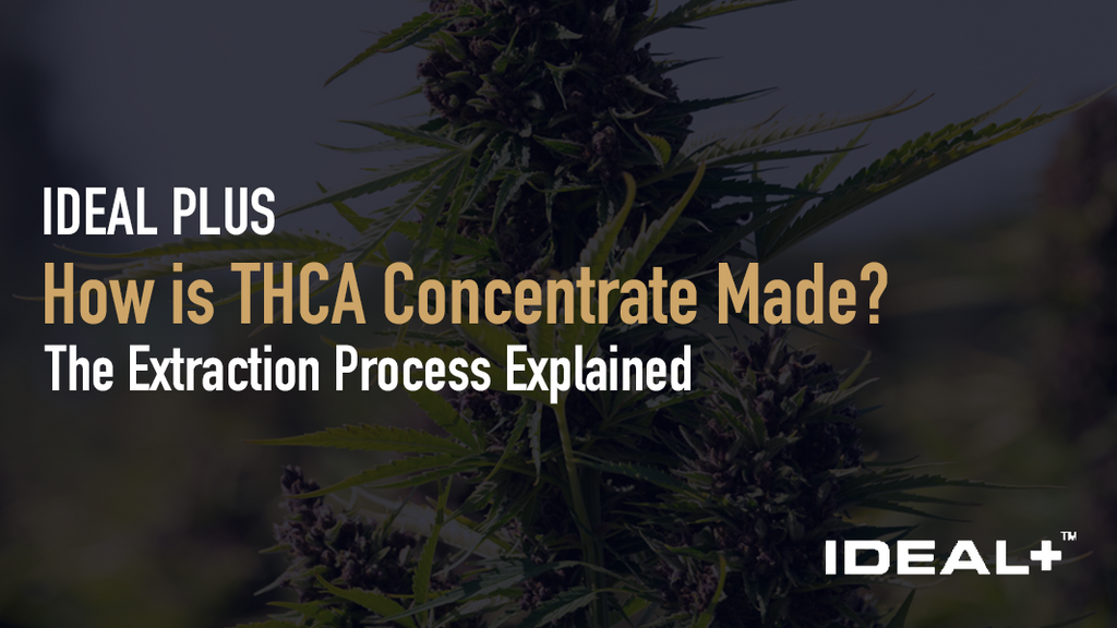 How is THCA Concentrate Made?