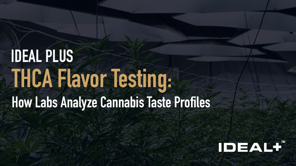 THCA Flavor Testing