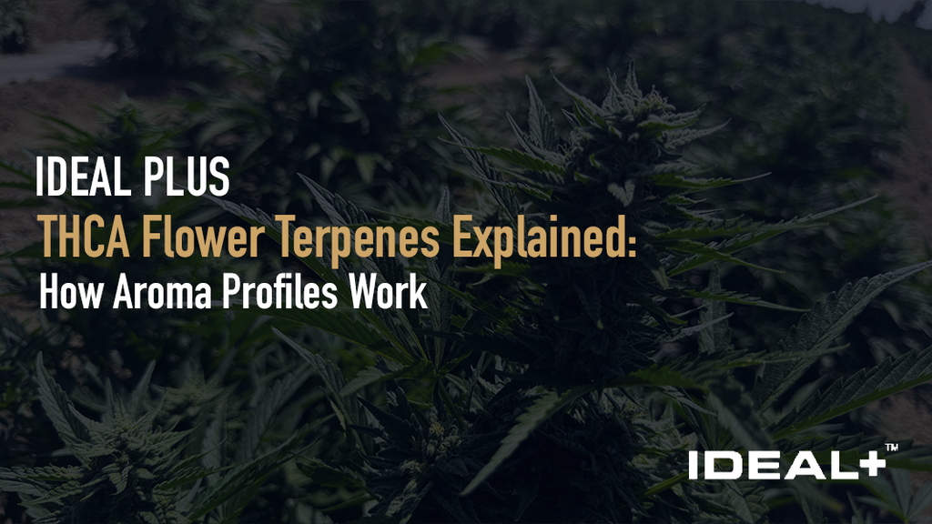 THCA Flower Terpenes Explained