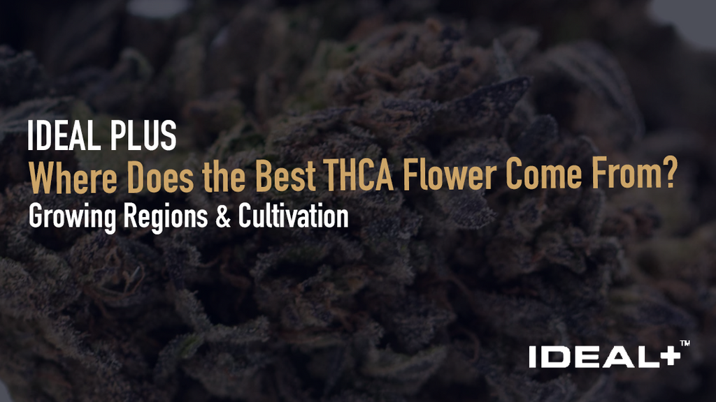 Wondering where the best THCA flower is grown? Explore top U.S. cultivation regions, growing methods, and what makes premium THCA hemp worth buying.