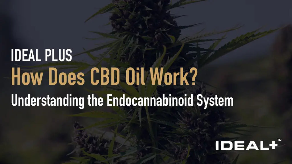 How Does CBD Oil Work?