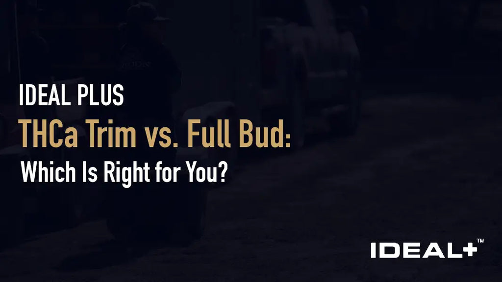 THCa Trim vs. Full Bud: Which Is Right for You?