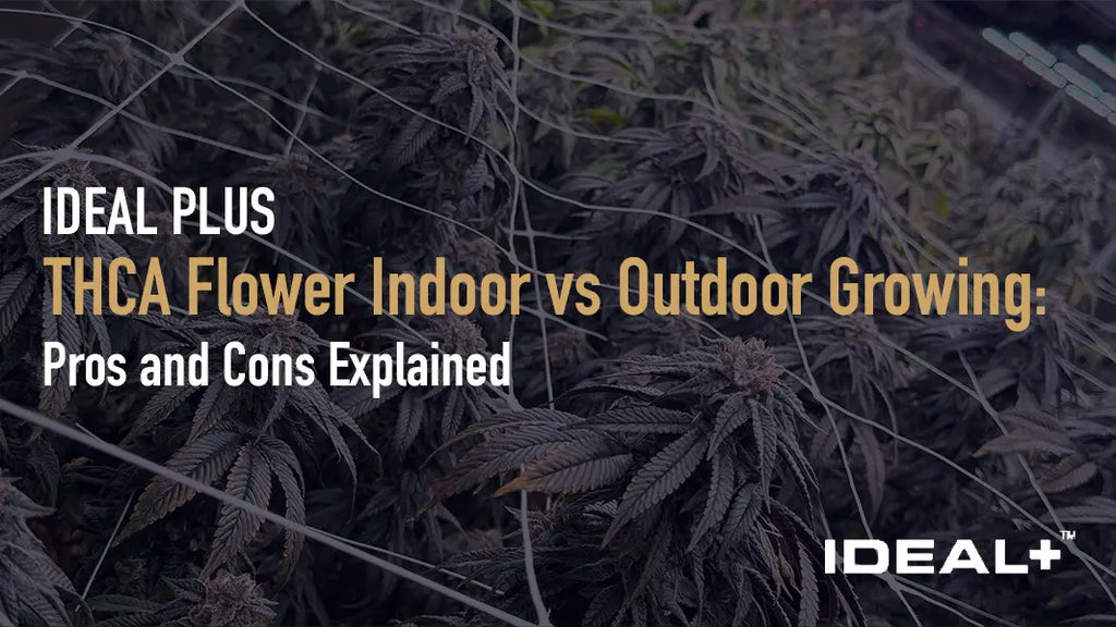 THCA Flower Indoor vs Outdoor Growing