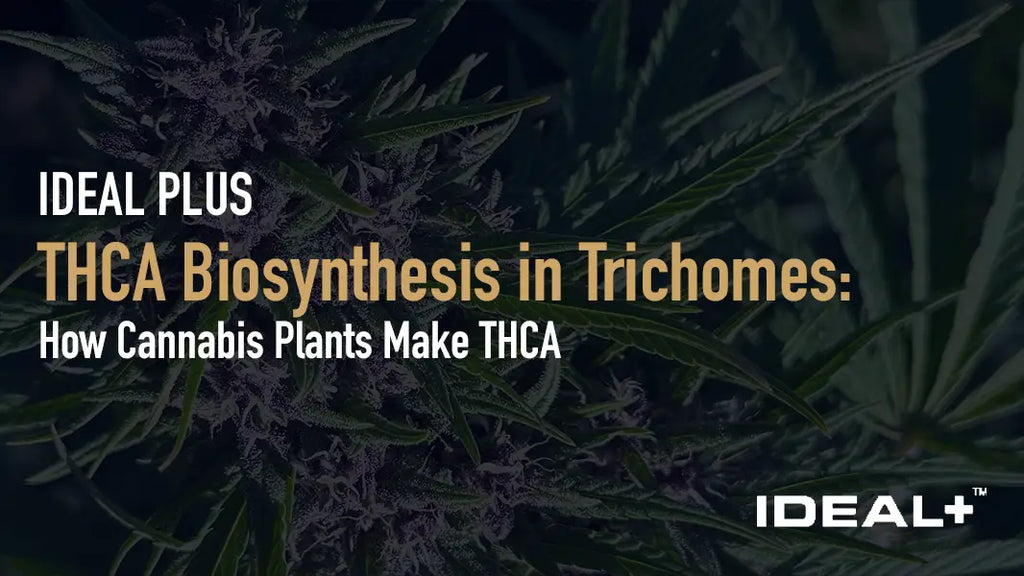 THCA Biosynthesis in Trichomes