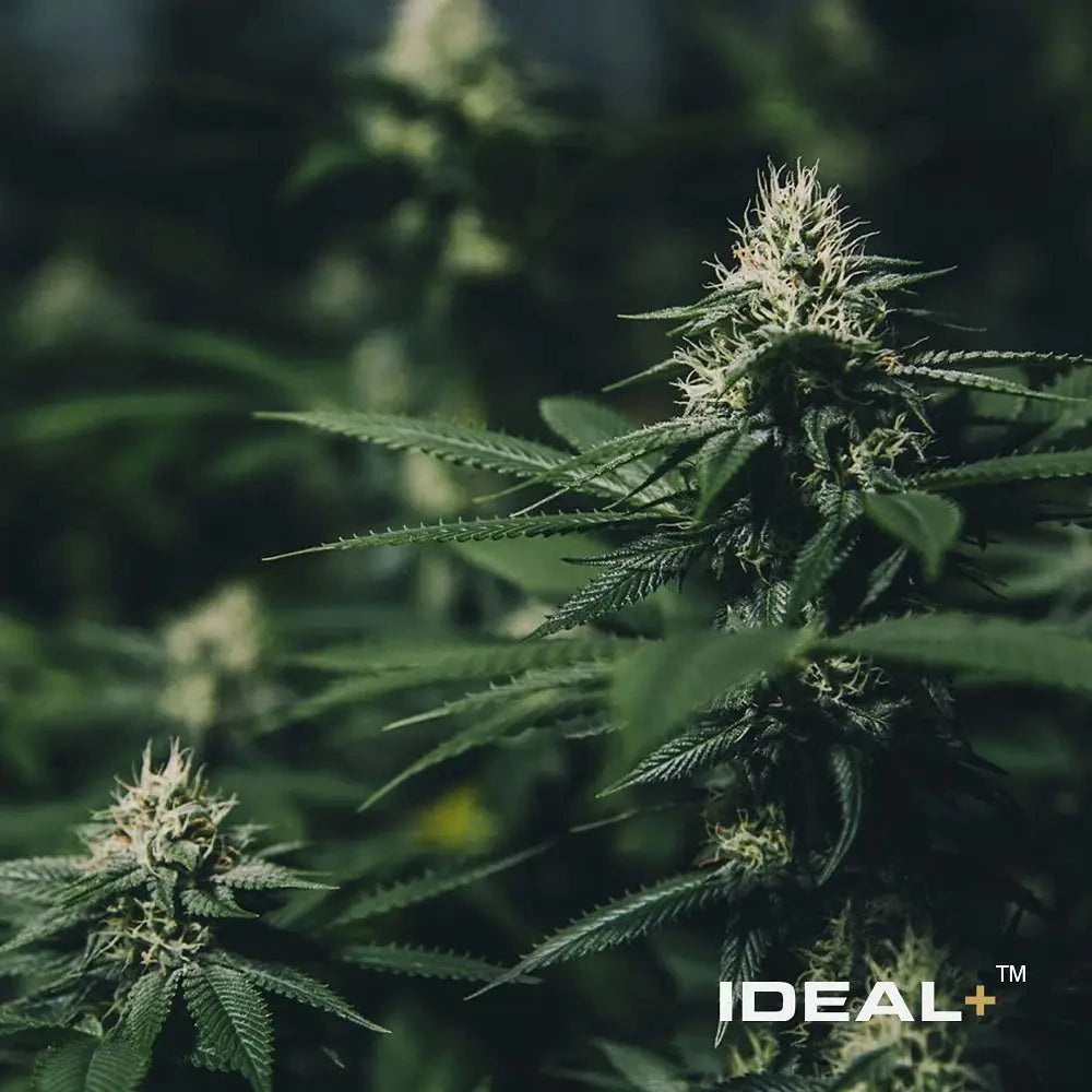 THCA Trichomes vs CBD Trichomes