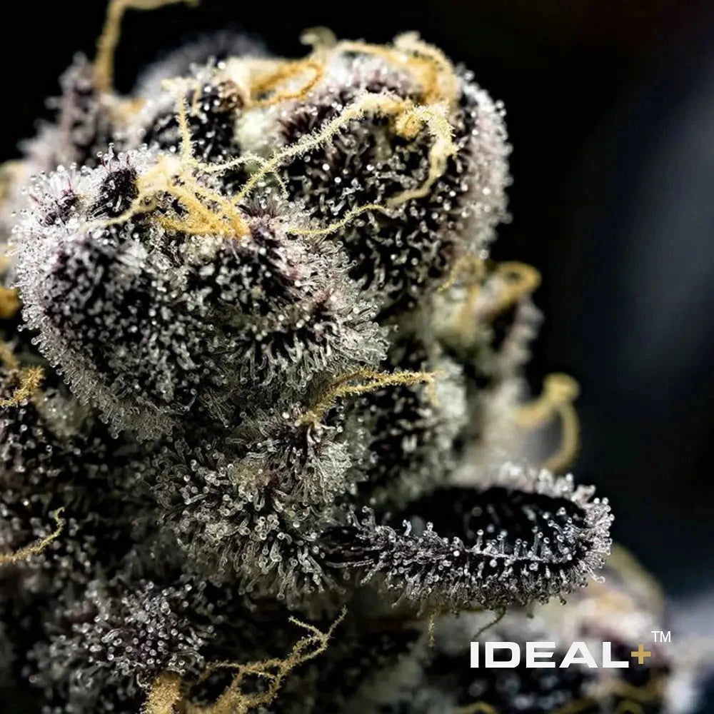 THCA Trichomes vs CBD Trichomes: Key Differences Explained