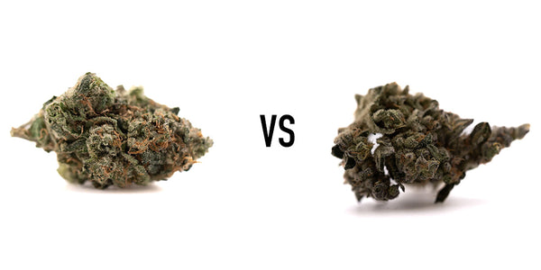Humboldt Indoor THCa vs Green Crack THCa