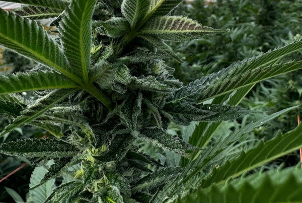 THCA Flower Harvest Signs