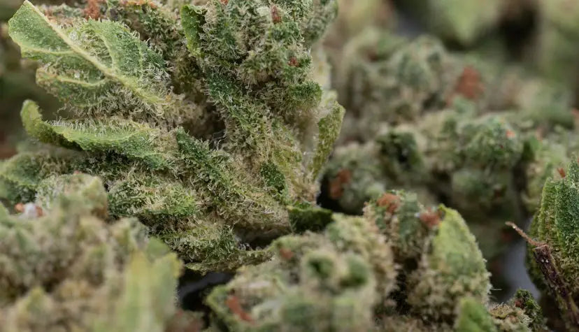 How to Tell When CBD Buds Are Ready to Harvest