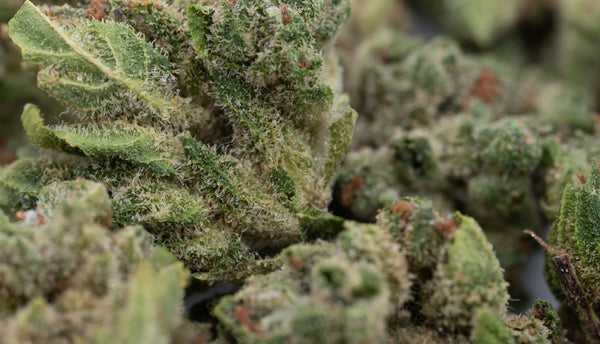 THCA Flower Harvest Signs