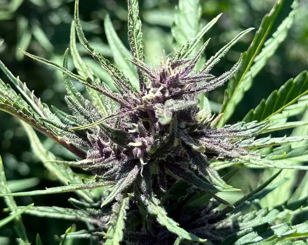 THCA Flower Harvest Signs