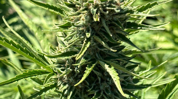 THCA Flower Harvest Signs