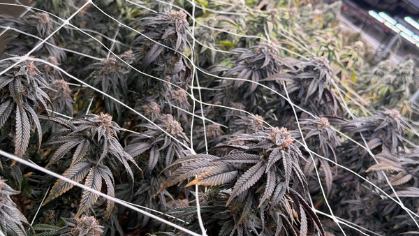 How THCA Indoor Flower is Grown