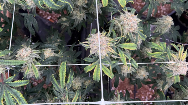 How THCA Indoor Flower is Grown