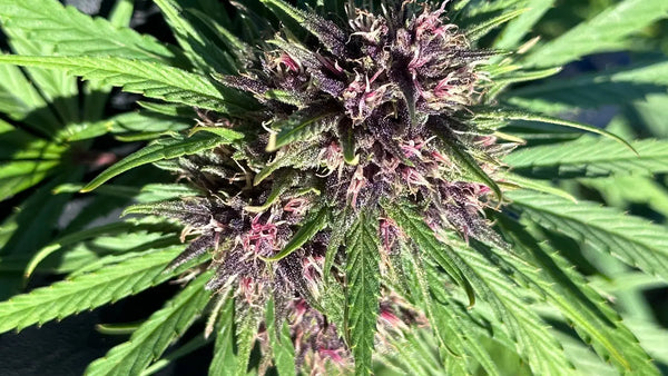 How to Tell When THCA Flower is Ready to Harvest