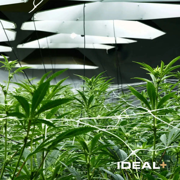 THCA Trichomes vs CBD Trichomes