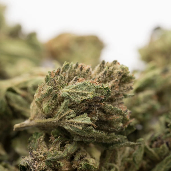 When Was CBD Discovered?