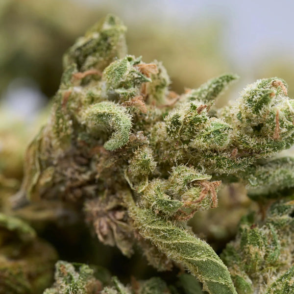 How to Choose Quality THCA Smalls