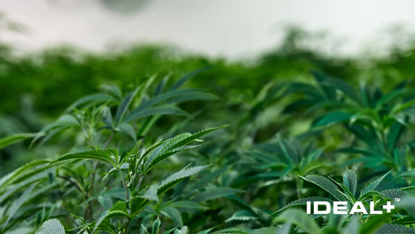 What is THCA Trim? 