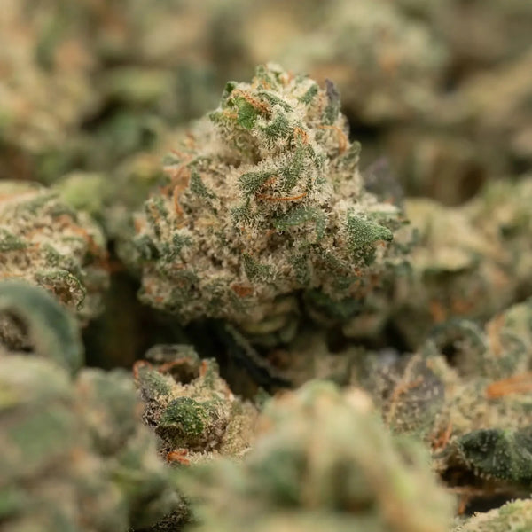 When to Harvest THCA Hemp