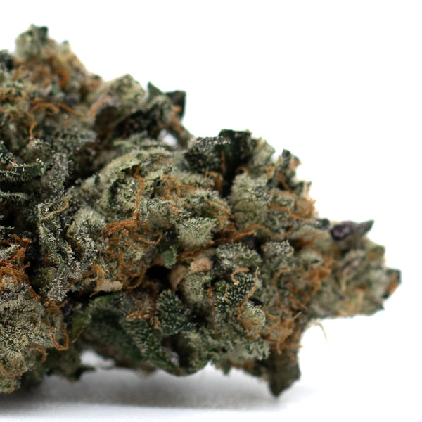 Dense Chunky Monkey THCa Flower bud with sparkling trichomes and rich green hues