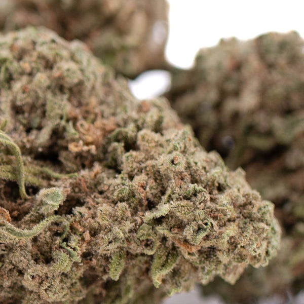 Premium Durban Poison THCa flower bud with dense trichomes