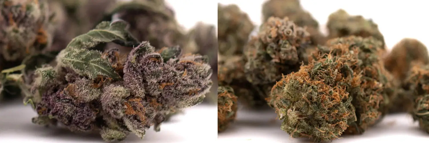 The Science Behind Flower Colors: Why Are Flowers Different Colors?
