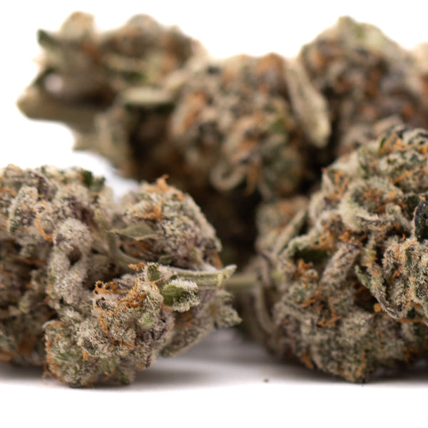 Close-up of Hooch Indoor THCa Flower with rich trichomes and orange pistils