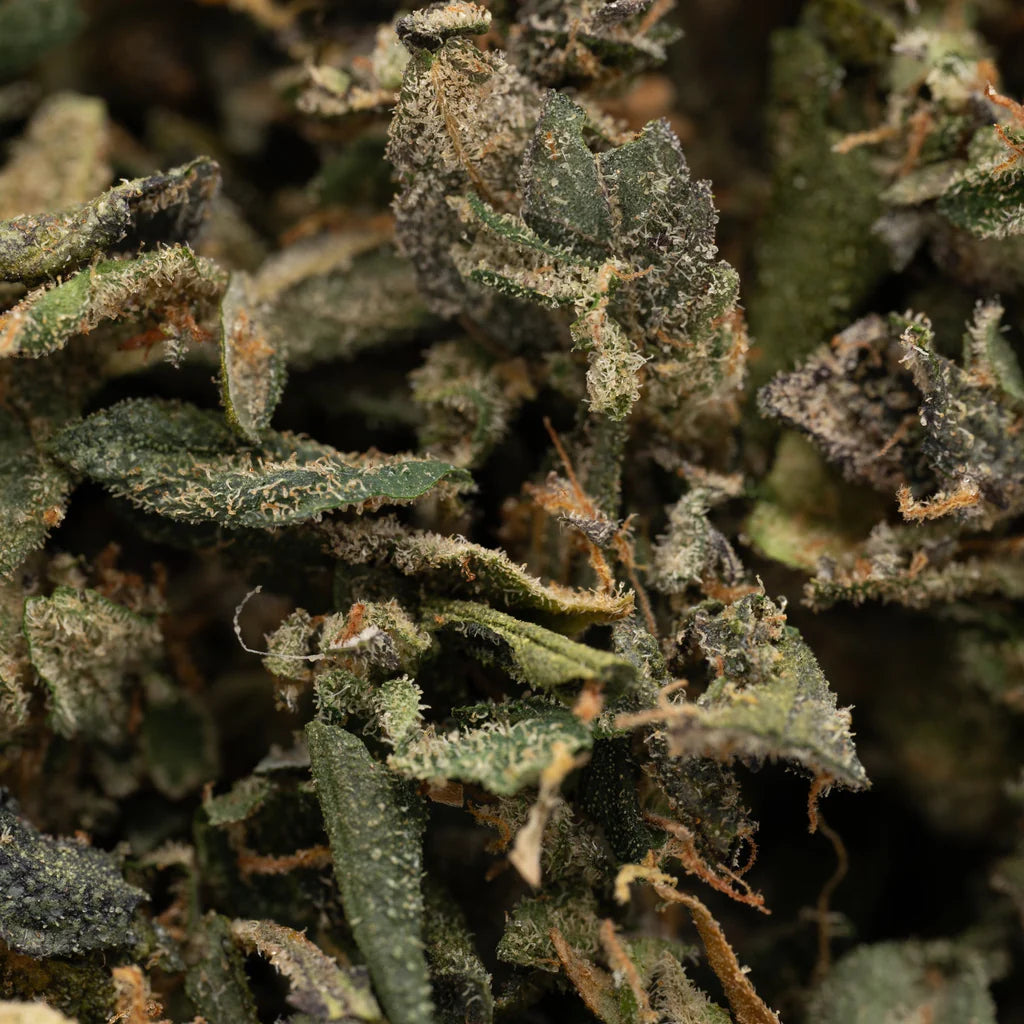 Black Lemon Cherry Gelato vs Peach Pie Indoor Trim