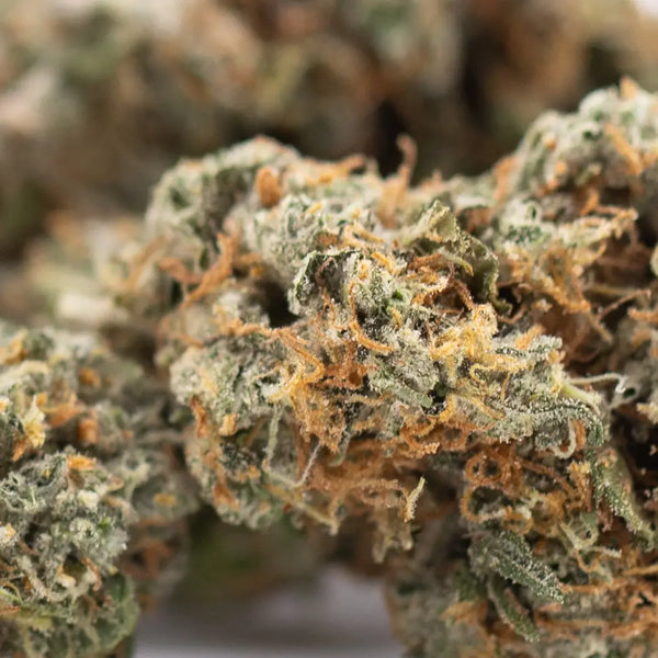 The Complete History of THCA Flower