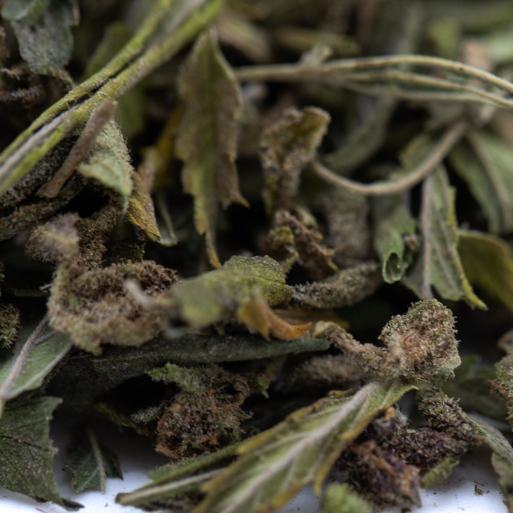 Zonkers Greenhouse THCa Trim: Balanced hybrid green dried mint leaves